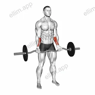 EZ Barbell Standing Wrist Curl exercise targeting Forearms