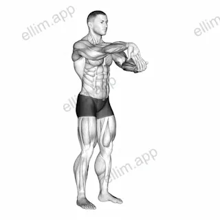 Fingers Down Forearm Stretch exercise targeting Forearms and Brachialis