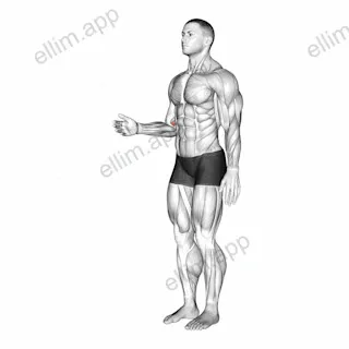 Forearm - Pronation exercise targeting Forearms