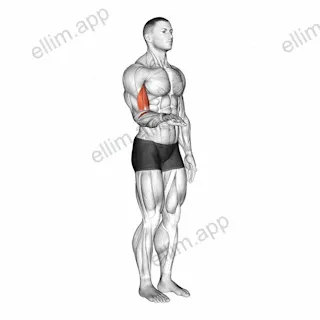 Forearm - Supination exercise targeting Forearms