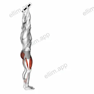 Forward Pulse Lunge with Hands Overhead exercise targeting Gluteus Maximus and Quadriceps