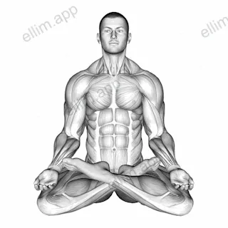 Full Lotus Yoga Pose exercise targeting Hips and Gluteus Medius
