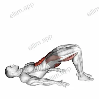 Glute March exercise targeting Hips and Gluteus Maximus