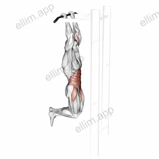 Gorilla Chin exercise targeting Waist and Rectus Abdominis