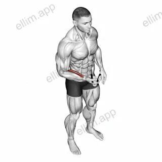 Hand Spring Wrist Curl exercise targeting Forearms and Wrist Flexors
