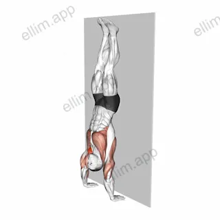 Handstand Hold on Wall exercise targeting Shoulders