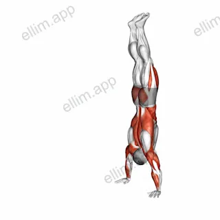 Handstand Walk exercise targeting Shoulders and Deltoid Anterior