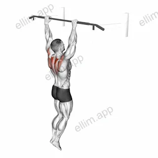 Hanging Scapular Shrug exercise targeting Back