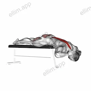 Hyperextension (on bench) exercise targeting Waist and Erector Spinae