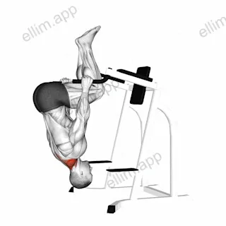 Inverted Shrug (on parallel bars) exercise targeting Back