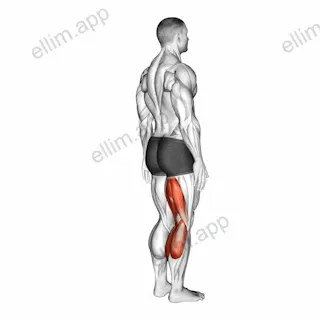 Knee - Flexion exercise targeting Thighs