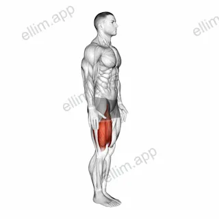 Knee Raise exercise targeting Thighs and Gluteus Maximus