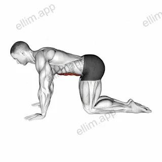 Kneeling Abdominal Draw-In exercise targeting Waist