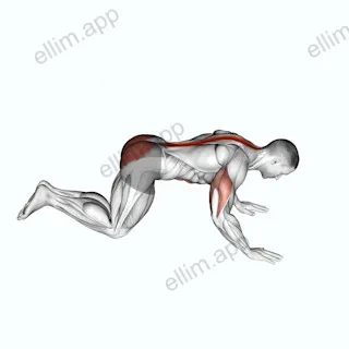 Kneeling Cobra Push up exercise targeting Chest and Hips