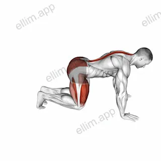 Kneeling Forward Hip Circles exercise targeting Hips