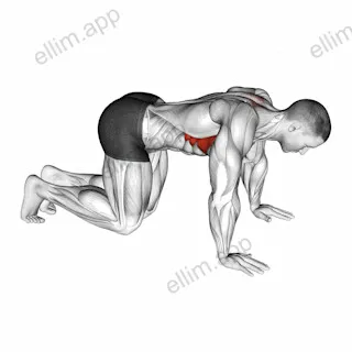 Kneeling Scapular Push-Up exercise targeting Back
