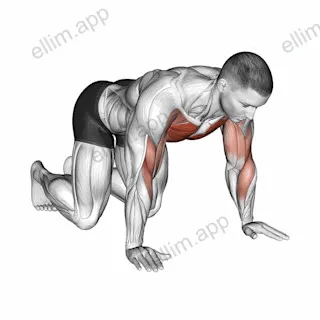 Kneeling Shoulder Tap exercise targeting Chest and Pectoralis Major Clavicular Head
