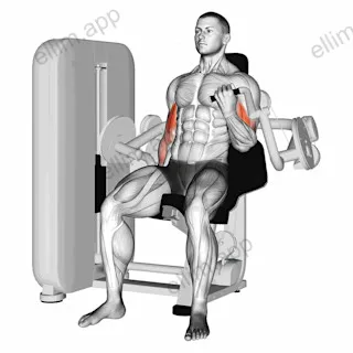 Lever Alternate Biceps Curl exercise targeting Upper Arms and Gluteus Medius