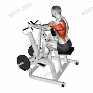 Lever Alternating Narrow Grip Seated Row (plate loaded) exercise targeting Back and Infraspinatus