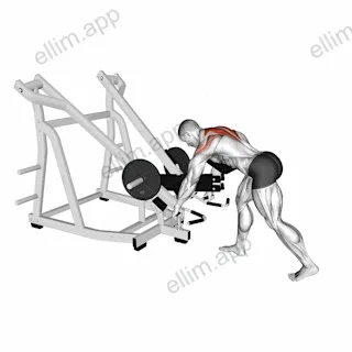Lever Bent Over Wide Grip Row (with chest support) exercise targeting Back