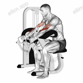 Lever Hammer Grip Preacher Curl exercise targeting Upper Arms