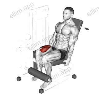 Lever One Leg Extension exercise targeting Thighs and Quadriceps