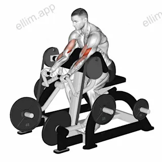 Lever Preacher Curl (plate loaded) exercise targeting Upper Arms and Brachialis