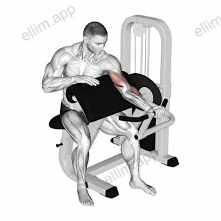 Lever Preacher Curl (Turned Torso) exercise targeting Upper Arms and Brachialis