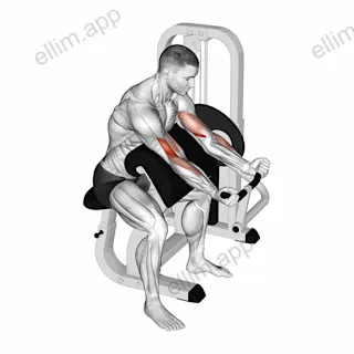 Lever Preacher Curl exercise targeting Upper Arms and Brachialis