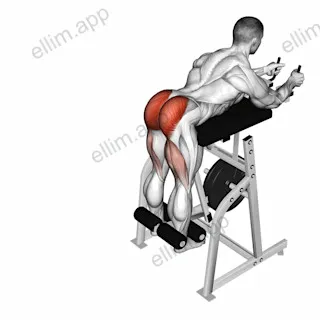 Lever Reverse Hyperextension (plate loaded) exercise targeting Hips and Gluteus Maximus