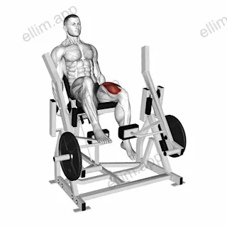 Lever Single Leg Extension (plate loaded) exercise targeting Thighs and Quadriceps
