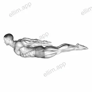 Locust Yoga Pose (Iron Man Pose) exercise targeting Back and Erector Spinae