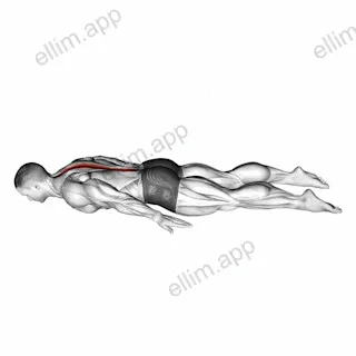 Lower Back Curl exercise targeting Back and Erector Spinae
