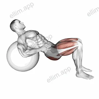 Lying Hip Lift (on stability ball) V2 exercise targeting Hips and Gluteus Maximus