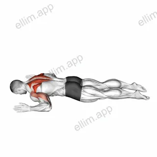 Lying Prone W to T exercise targeting Back