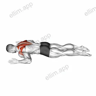 Lying Prone W exercise targeting Back