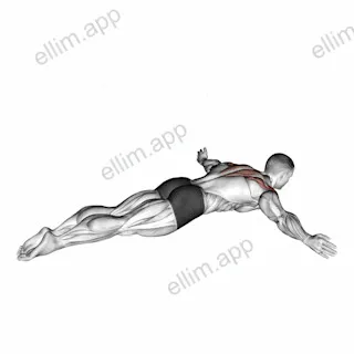 Lying Rear Lateral Raise exercise targeting Shoulders and Deltoid Posterior