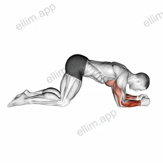 Modified Push Up to Forearms exercise targeting Forearms and Wrist Extensors