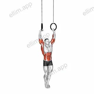 Muscle Up exercise targeting Back and Latissimus Dorsi
