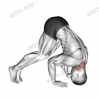 Neck Bridge Prone exercise targeting Neck and Sternocleidomastoid