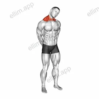 Neck Circle Stretch exercise targeting Neck and Levator Scapulae