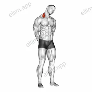 Neck Side Stretch exercise targeting Neck and Levator Scapulae
