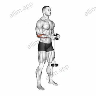 Neutral Wrist Roller exercise targeting Forearms