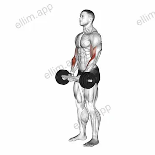 Olympic Barbell Hammer Curl exercise targeting Forearms and Brachioradialis