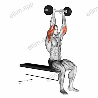 Olympic Barbell Triceps Extension exercise targeting Upper Arms and Triceps Brachii