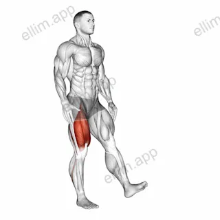 One Leg Quarter Squat exercise targeting Thighs and Gluteus Maximus