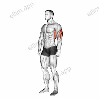 Overhead Triceps Stretch exercise targeting Upper Arms and Triceps Brachii
