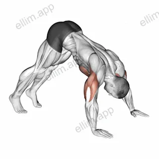 Pike Push up exercise targeting Chest and Deltoid Anterior