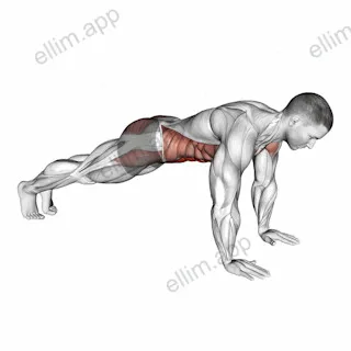 Plank on Hands exercise targeting Waist and Rectus Abdominis