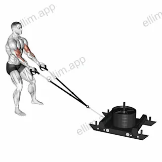 Power Sled Biceps Curl exercise targeting Upper Arms